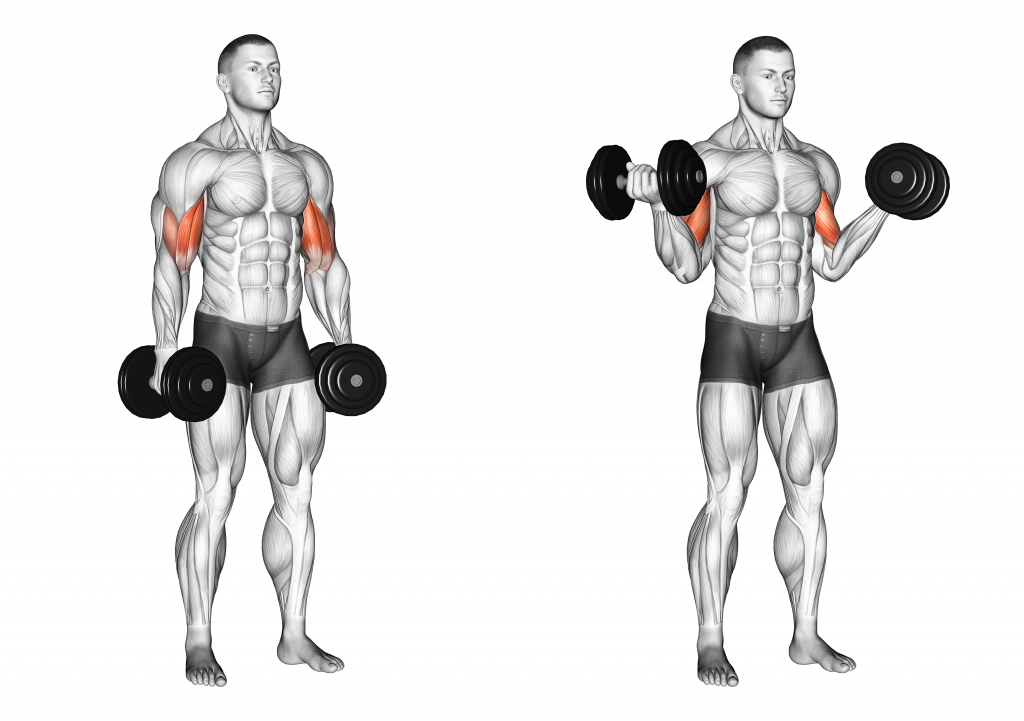Тяга гантелей на бицепс. Упражнения на плечи с кривым грифом. Концентрированное сгибание с гантелью на бицепс мышцы. Бицепс с гантелями попеременно сидя.