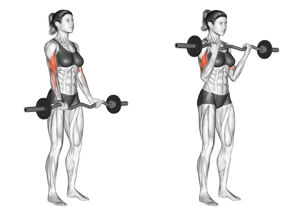 Разница между изогнутым (EZ) и прямым грифом для тренировки бицепса